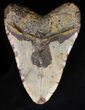 Bargain Megalodon Tooth - North Carolina #40248-2